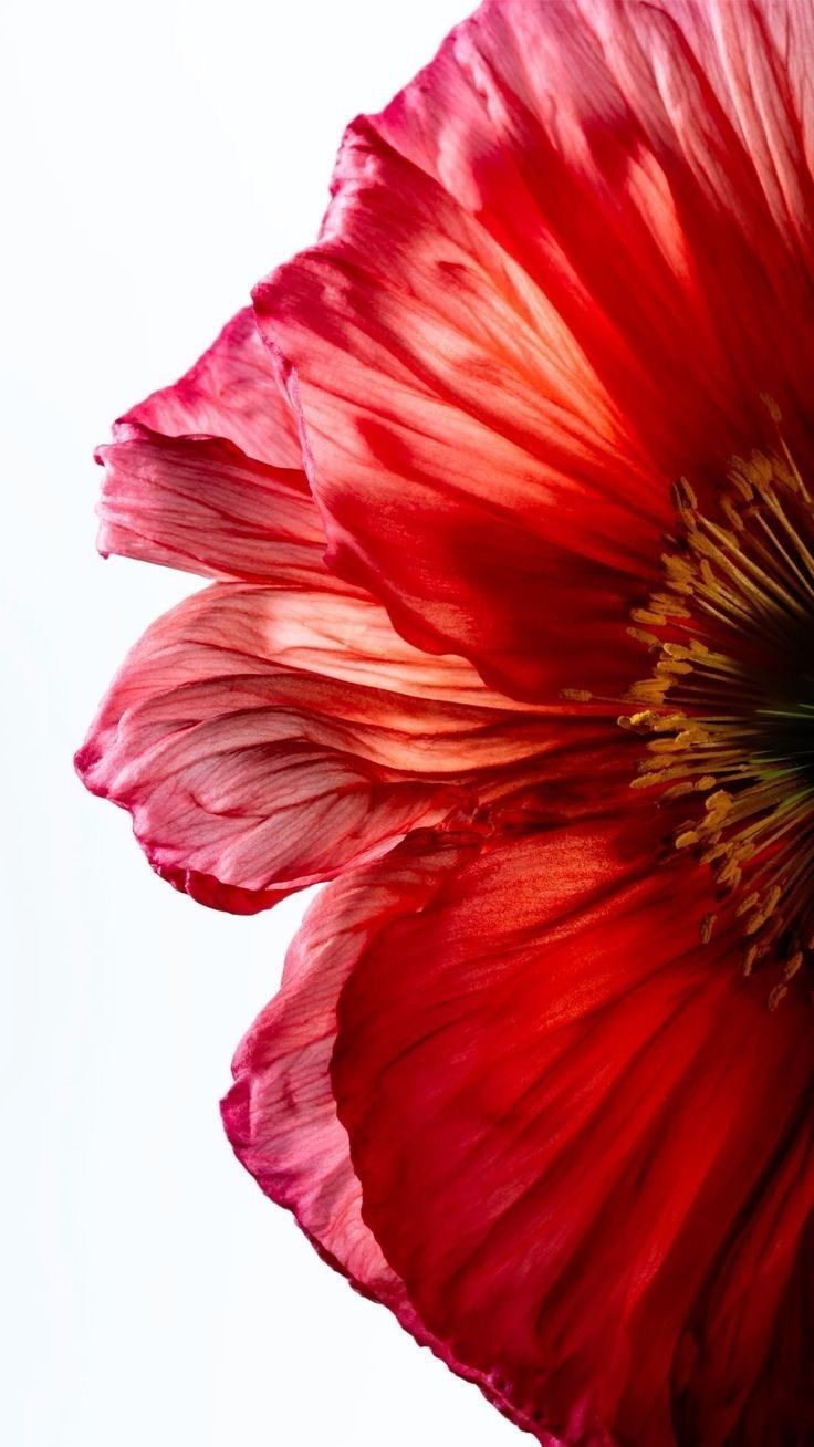 Choosing Peace, Beauty, and Balance
